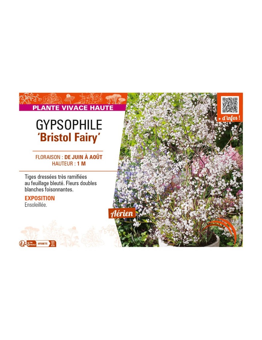 GYPSOPHILA (paniculata) Bristol Fairy