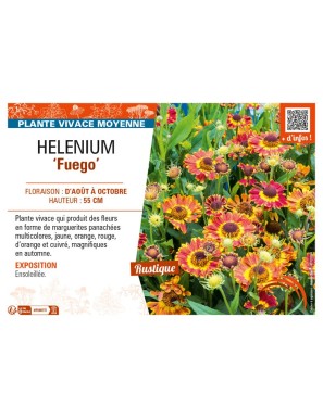 HELENIUM (autumnale) Fuego