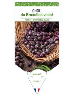 CHOU DE BRUXELLES VIOLET