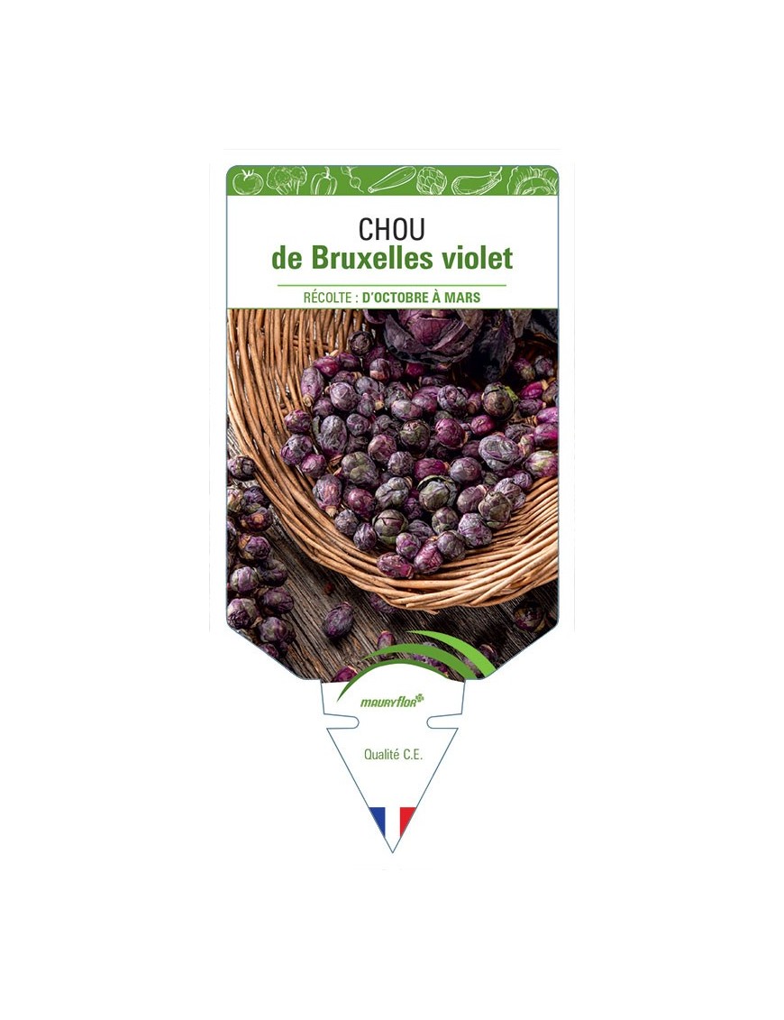 CHOU DE BRUXELLES VIOLET