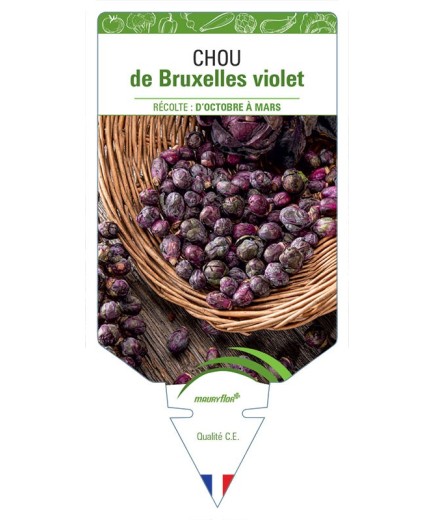 CHOU DE BRUXELLES VIOLET