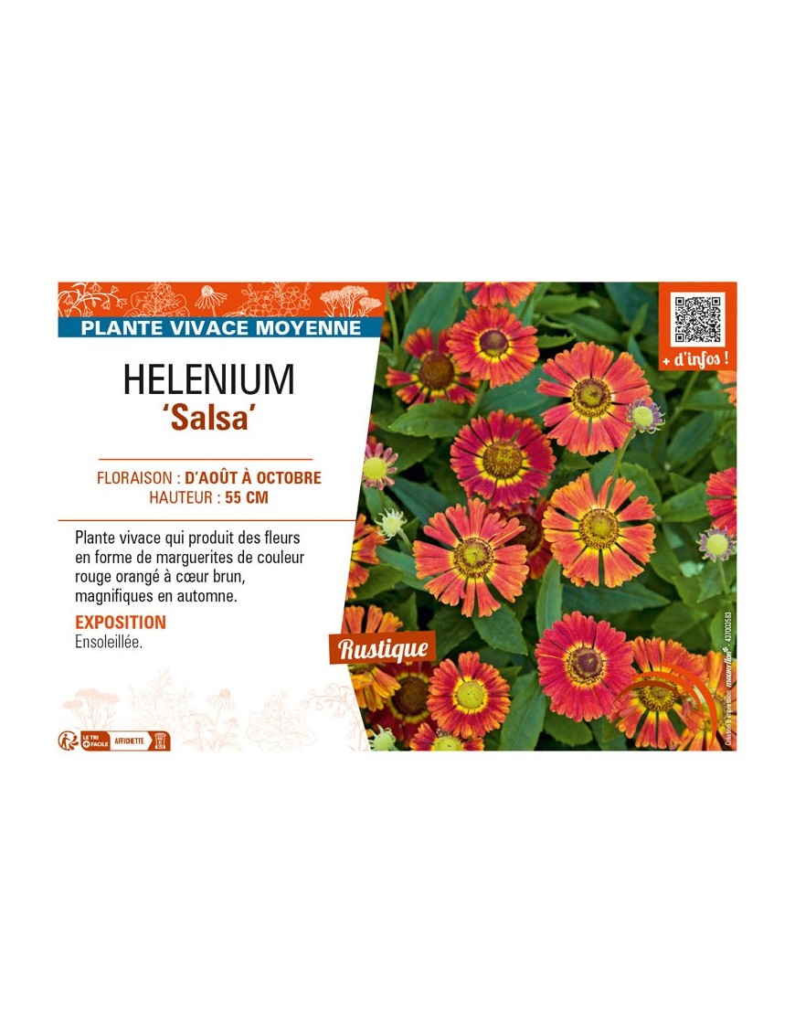 HELENIUM (autumnale) Salsa