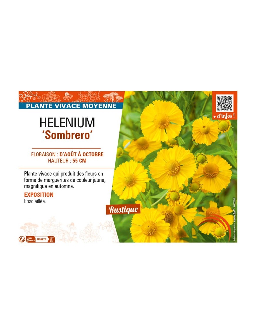 HELENIUM (autumnale) Sombrero