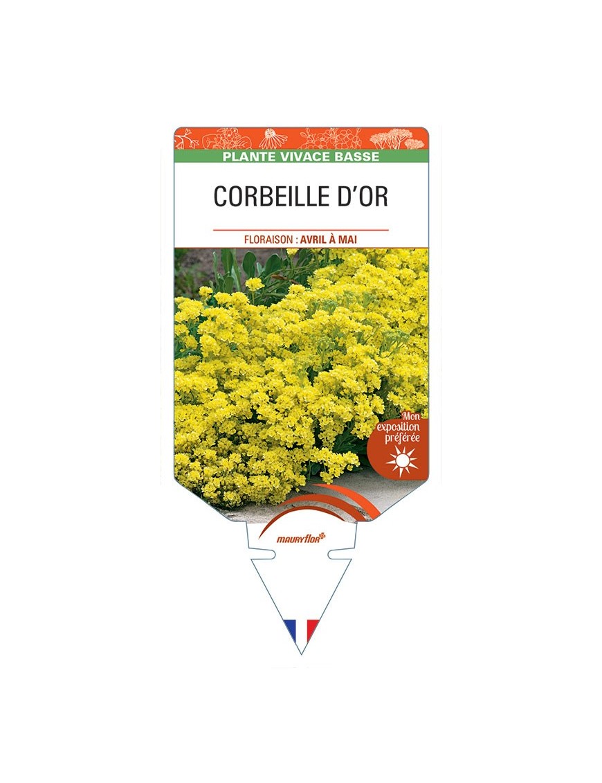 ALYSSUM saxatile voir CORBEILLE D’OR