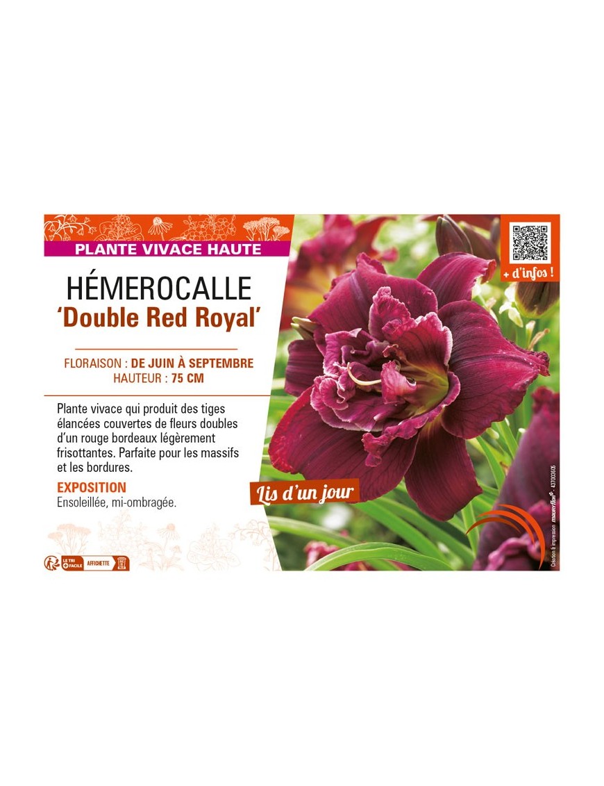 HEMEROCALLIS Double Red Royal