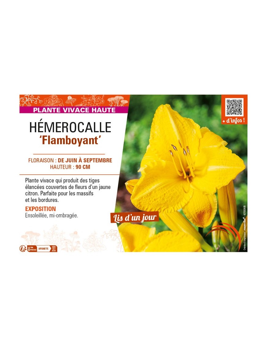 HEMEROCALLIS Flamboyant (jaune)