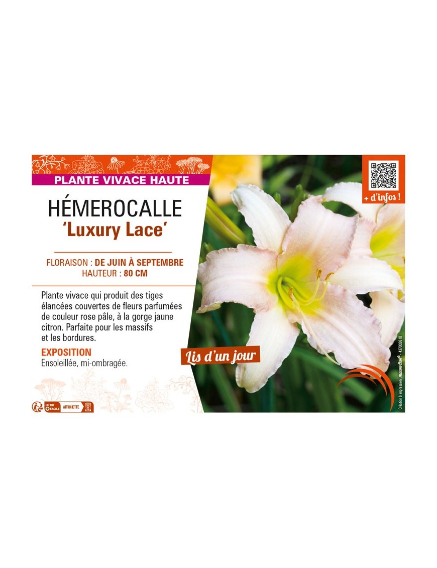 HEMEROCALLIS Luxury Lace