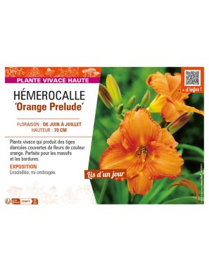HEMEROCALLIS Orange Prelude