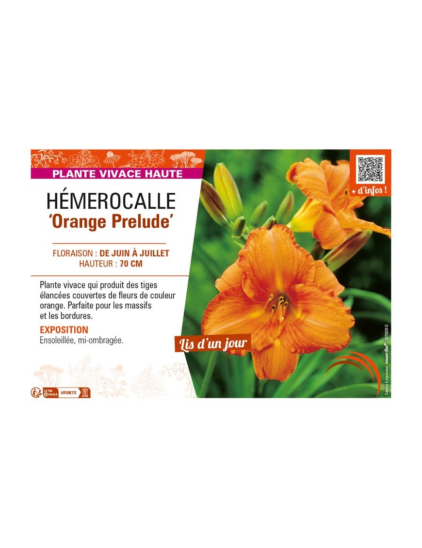 HEMEROCALLIS Orange Prelude