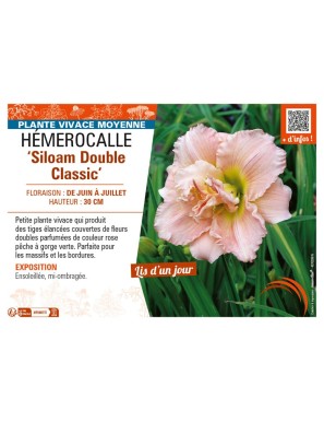 HEMEROCALLIS Siloam Double Classic