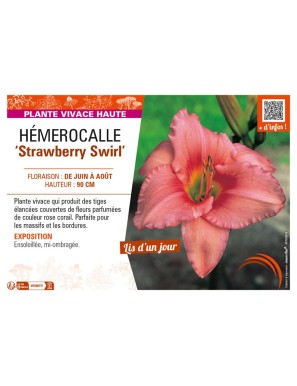 HEMEROCALLIS Strawberry Swirl