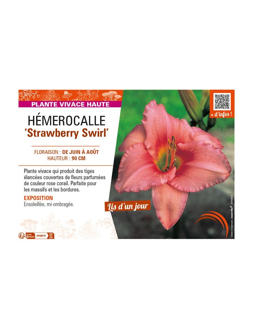 HEMEROCALLIS Strawberry Swirl