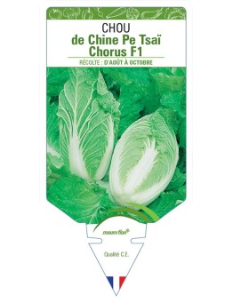 CHOU DE CHINE PE TSAÏ CHORUS F1