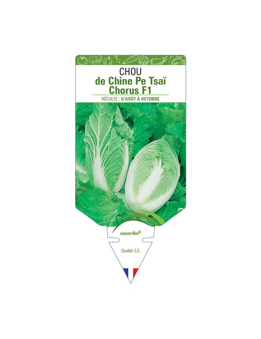 CHOU DE CHINE PE TSAÏ CHORUS F1