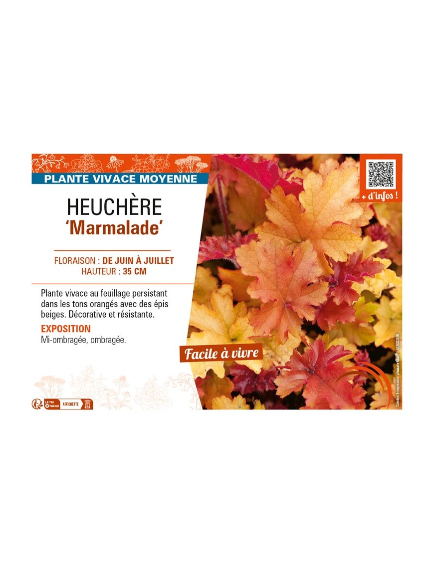 HEUCHERA (micrantha) Marmalade