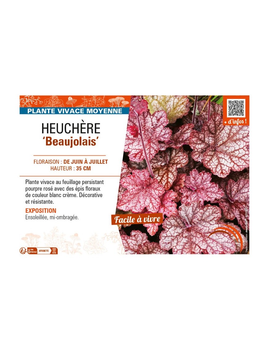 HEUCHERA Beaujolais