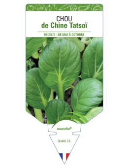 CHOU DE CHINE TATSOÏ