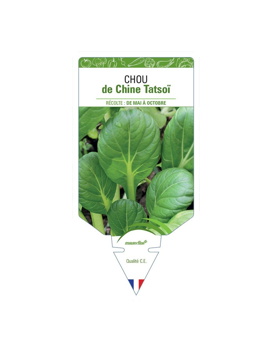 CHOU DE CHINE TATSOÏ