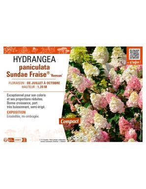 HYDRANGEA paniculata Sundae Fraise® Rensun