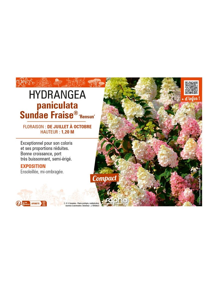 HYDRANGEA paniculata Sundae Fraise® Rensun