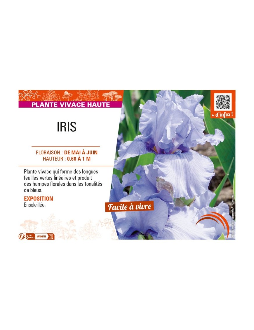 IRIS (germanica bleu clair)