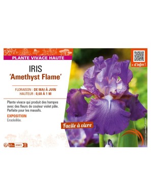 IRIS (germanica) Amethyst Flame