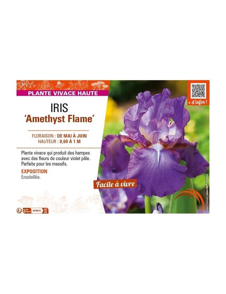 IRIS (germanica) Amethyst Flame