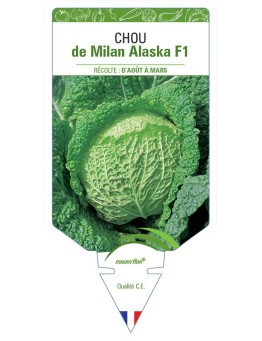 CHOU DE MILAN ALASKA F1