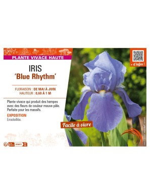 IRIS (germanica) Blue Rhythm