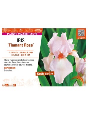IRIS (germanica) Flamant Rose