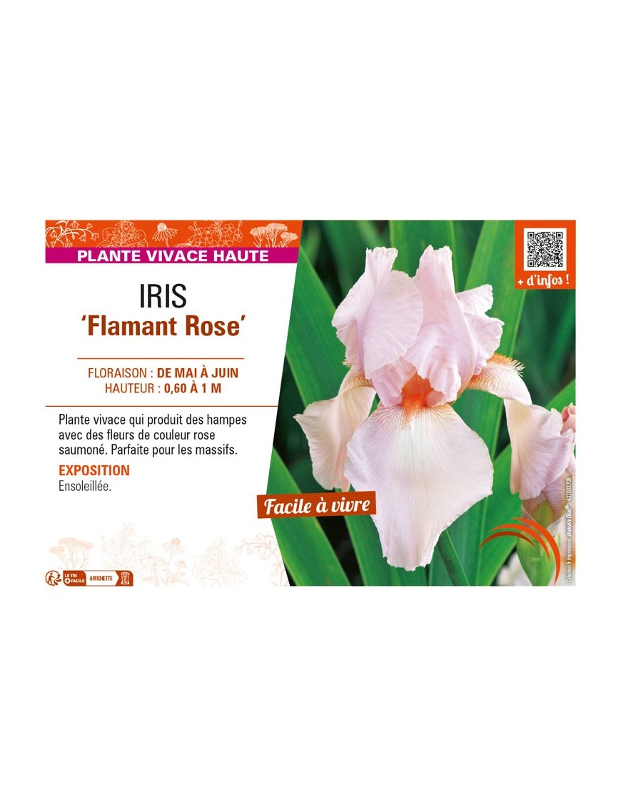 IRIS (germanica) Flamant Rose