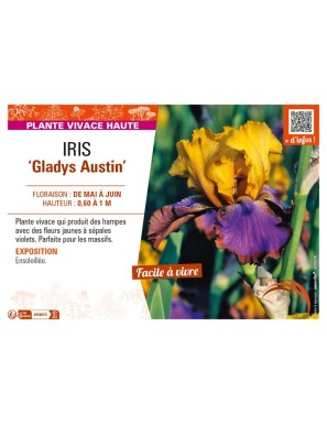 IRIS (germanica) Gladys Austin