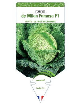 CHOU DE MILAN FAMOSA F1