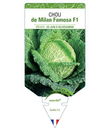 CHOU DE MILAN FAMOSA F1