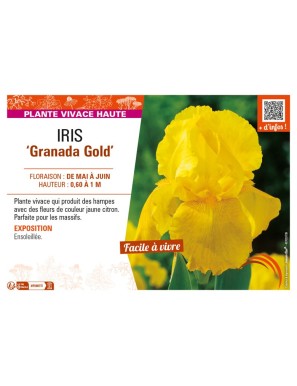 IRIS (germanica) Granada Gold