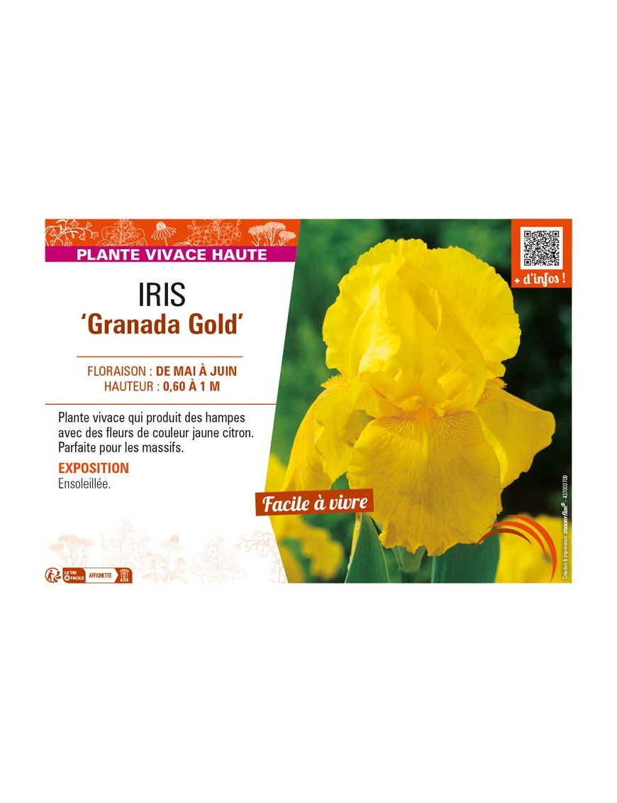 IRIS (germanica) Granada Gold