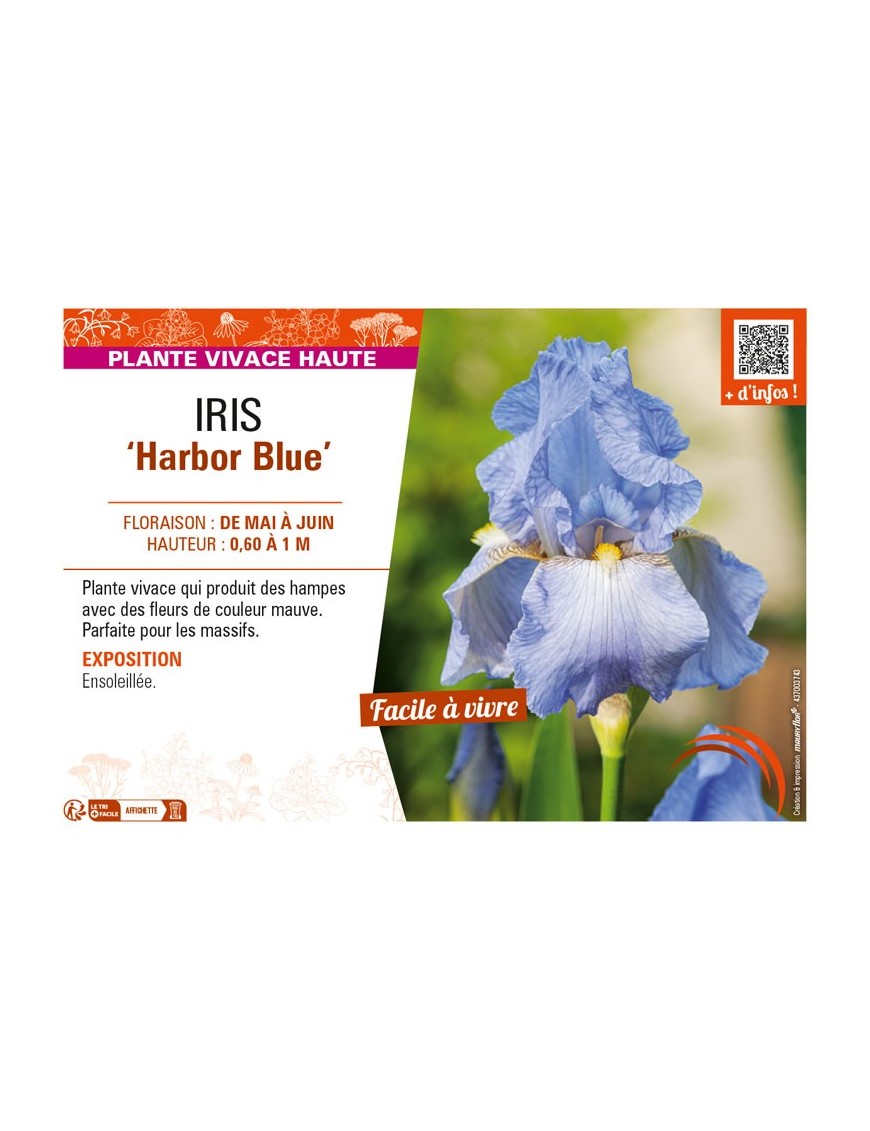 IRIS (germanica) Harbor Blue