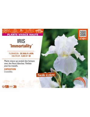 IRIS (germanica) Immortality