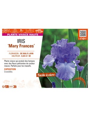 IRIS (germanica) Mary Frances