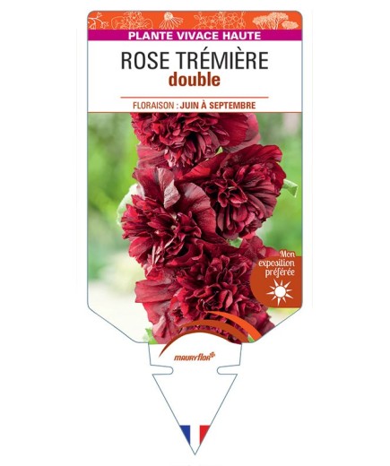 ROSE TRÉMIÈRE DOUBLE (pourpre) *