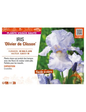 IRIS (germanica) Olivier de Clisson