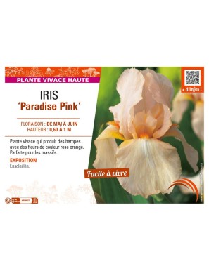 IRIS (germanica) Paradise Pink