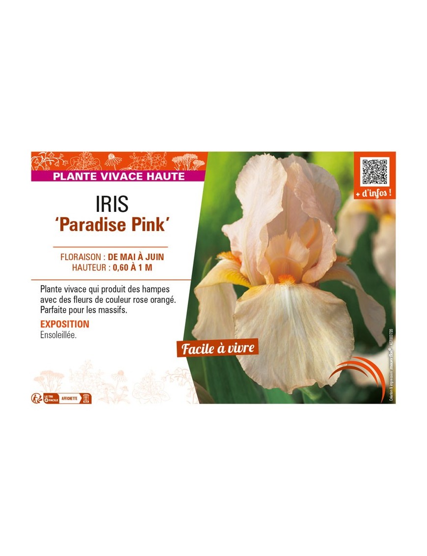 IRIS (germanica) Paradise Pink
