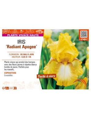 IRIS (germanica) Radiant Apogee
