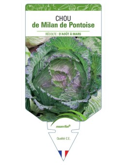 CHOU DE MILAN DE PONTOISE