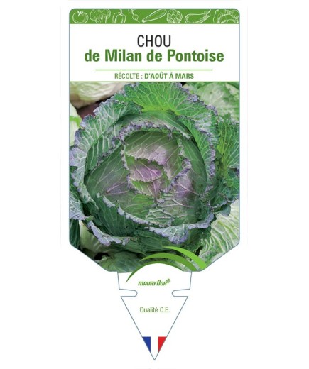CHOU DE MILAN DE PONTOISE