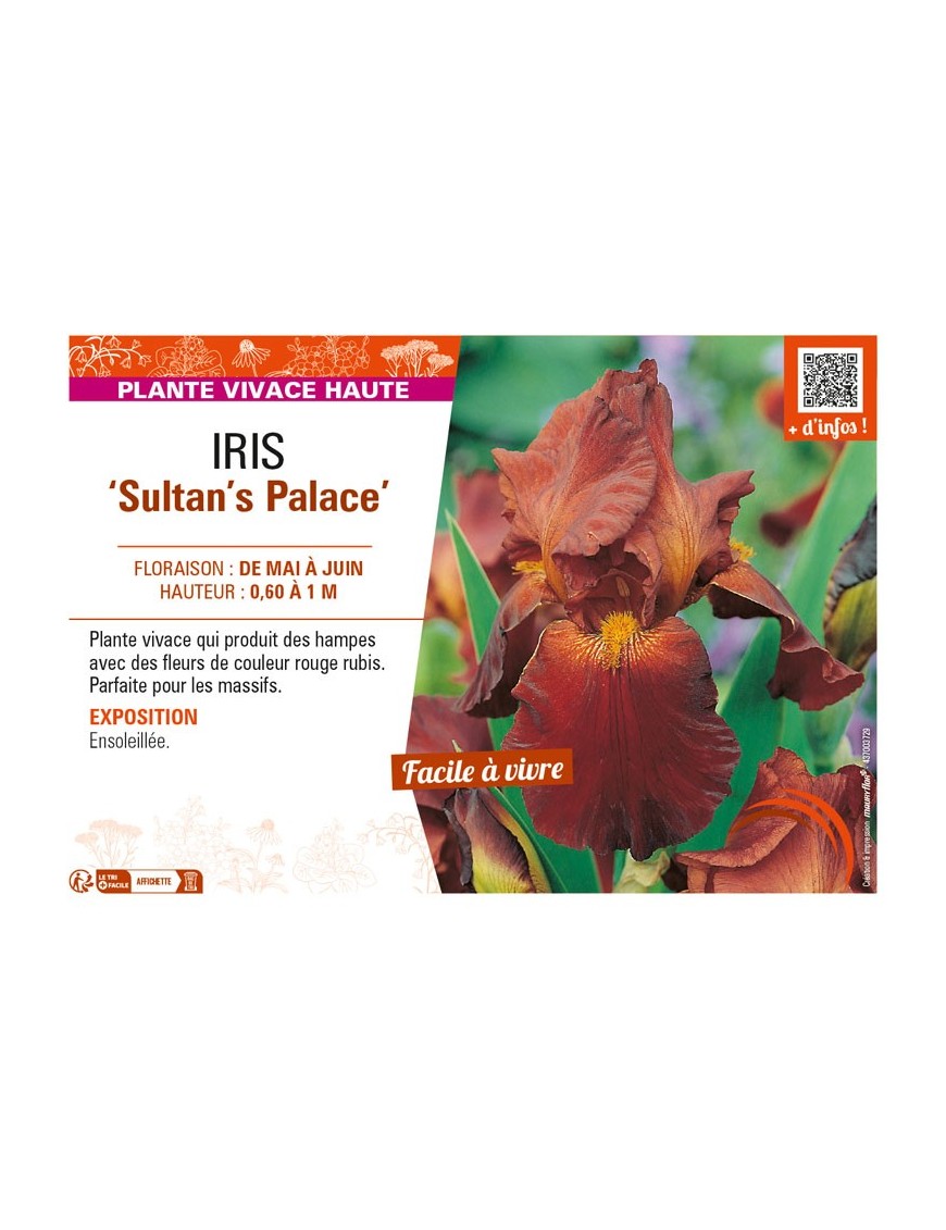 IRIS (germanica) Sultan's Palace