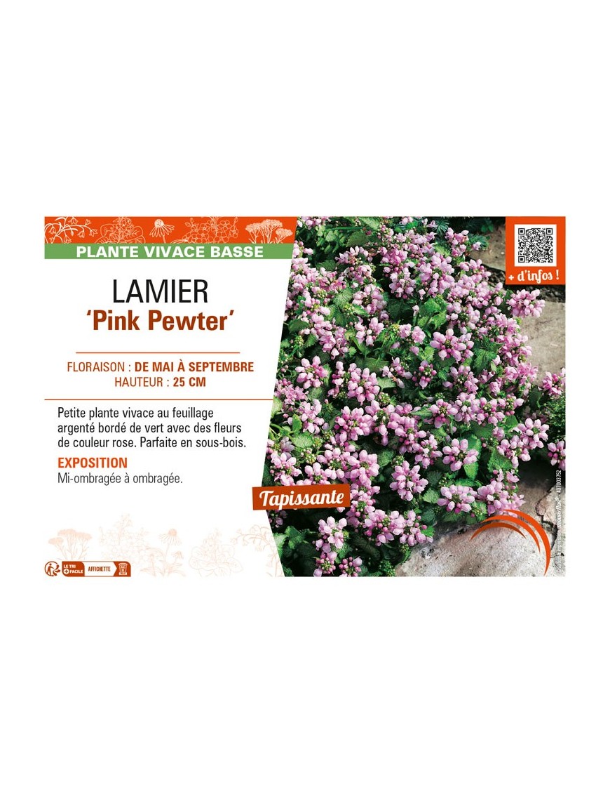 LAMIUM maculatum Pink Pewter voir LAMIER