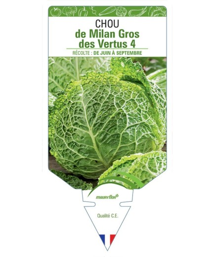 CHOU DE MILAN GROS DES VERTUS 4