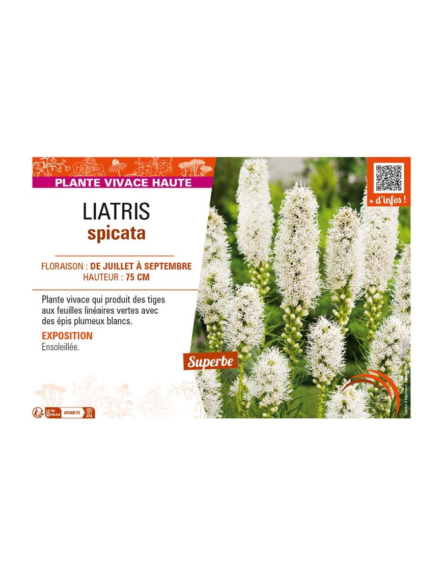 LIATRIS spicata (blanc)